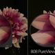 Image for article titled iPhone 5 Camera Battle: Is It the Best Smartphone Shooter?